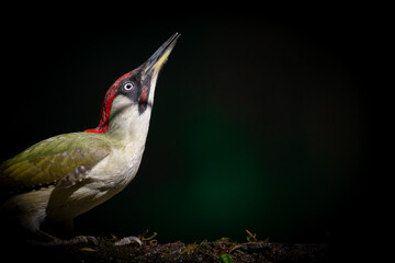 Bird - Green woodpecker Picus viridis on forest pond, bird drinking water, wildlife Poland Europe	