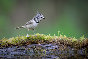 Bird Crested tit Lophophanes cristatus on forest puddle, photographed in horizontal, summer time, Poland Europe