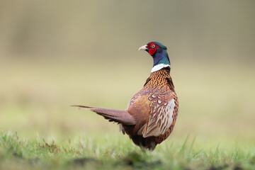 Bird - Common pheasant Phasianus colchius Ring-necked pheasant in natural habitat wildlife Poland Europe