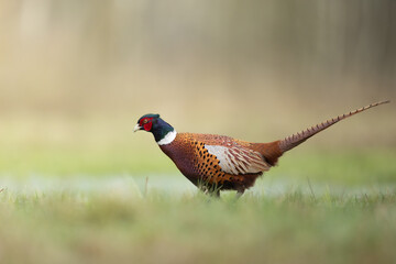Bird - Common pheasant Phasianus colchius Ring-necked pheasant in natural habitat wildlife Poland Europe