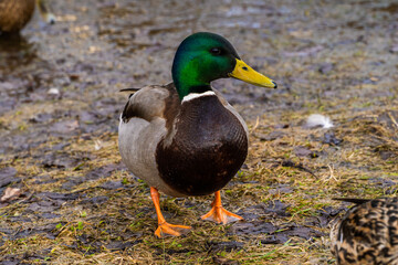 March 22, 2024. Russia. Rzhev. Ducks in the pond of the city park.