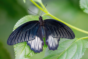 Papilio memnon, the great Mormon, is a large butterfly native to southern Asia that belongs to the...