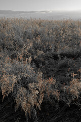 Fine dry grasses in closeup countryside sunset mood