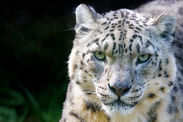 Adult show leopard, panthera uncia, sitting in a forest environment. Space, for text.