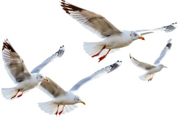 Obraz premium A flock of seagulls flying through the air. Suitable for nature and wildlife themes