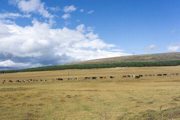 Obraz premium Cows on a pasture lined up in a chain eat yellow autumn grass. Mountains in the background