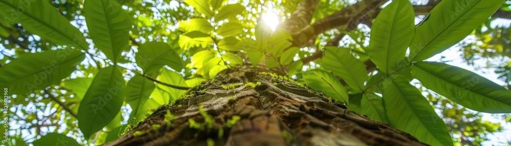 Poster a mesmerizing view from the base of a tree looking up towards the sun through vibrant green leaves, 