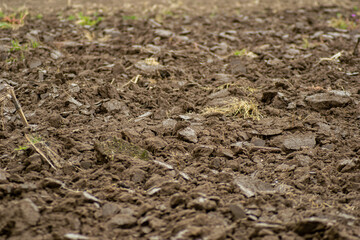 selective focus, detail of fertile soil of an agricultural field. Texture for background