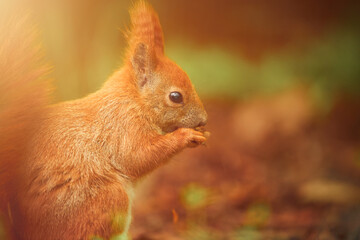 Bushy-tailed red squirrel has a meal in the wild