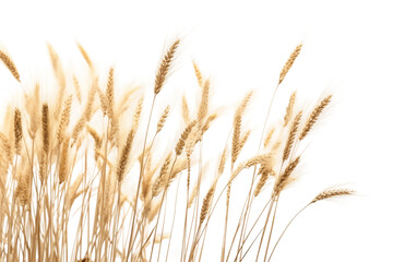 Fototapeta premium Dancing Plains: A Symphony of Tall Brown Grass on a White or Clear Surface PNG Transparent Background.