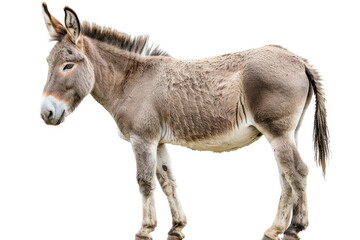 Obraz premium A donkey standing on top of a grass covered field. Suitable for farm animal concepts