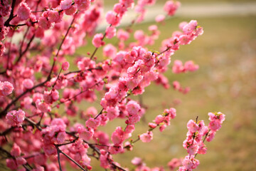 Peach trees blossom in spring