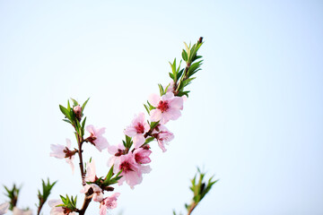 Peach trees blossom in spring