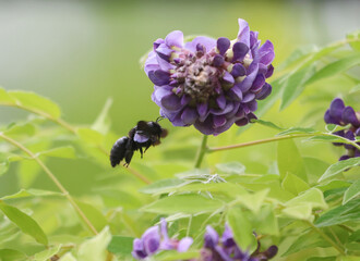 Solitary bee, Violet Carpenter bee Xylocopa violacea is collecting pollen on a wisteria for its...