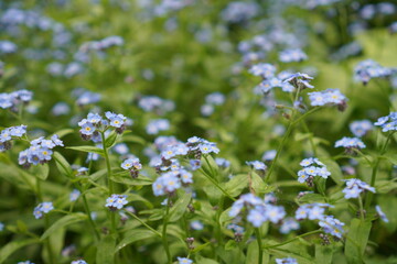 A spring meadow with blooming blue forget-me-nots in the garden against a background of spring greenery. The concept of growing ornamental plants on a garden plot and in a nursery