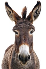 A close-up shot of a donkey looking at the camera. Perfect for animal lovers and farm-related projects