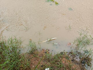 Beautiful puddle after raining all day