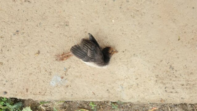 Dead Bird on the Road