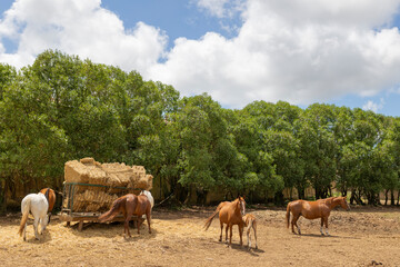 A group of horses are grazing in a field with a hay feeder in the background