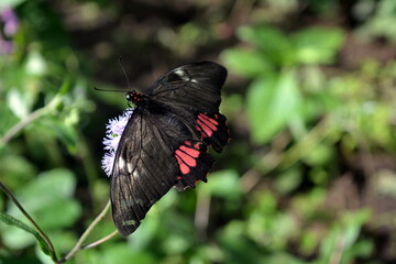Parides iphidamas or Transandean cattleheart, sitting on the leaf in Costa Rica