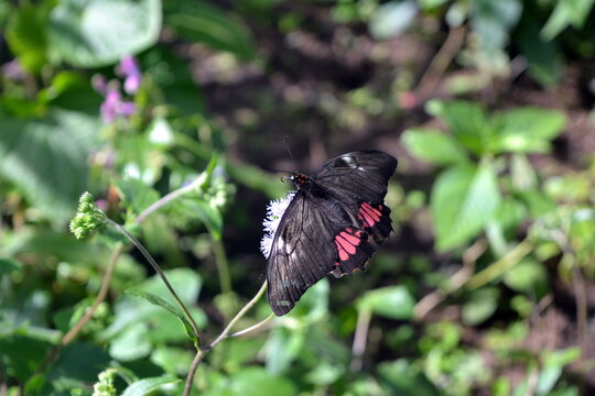 Parides iphidamas or Transandean cattleheart, sitting on the leaf in Costa Rica