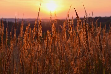Beautiful sunset with grass and plants silhouettes, blurred nature