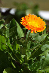 Kwitnący kwiat nagietka lekarskiego