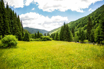 Meadow covered with grass and plants on a background of forest in the mountains. Summer landscape...