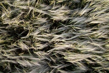 Cereal field at sunset in Spain.