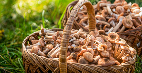 Mushrooms in the basket. Delicious freshly picked wild mushrooms from the local forest, mushroom in...