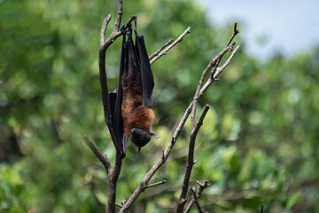Megabats constitute the family Pteropodidae of the order Chiroptera (bats). They are also called...