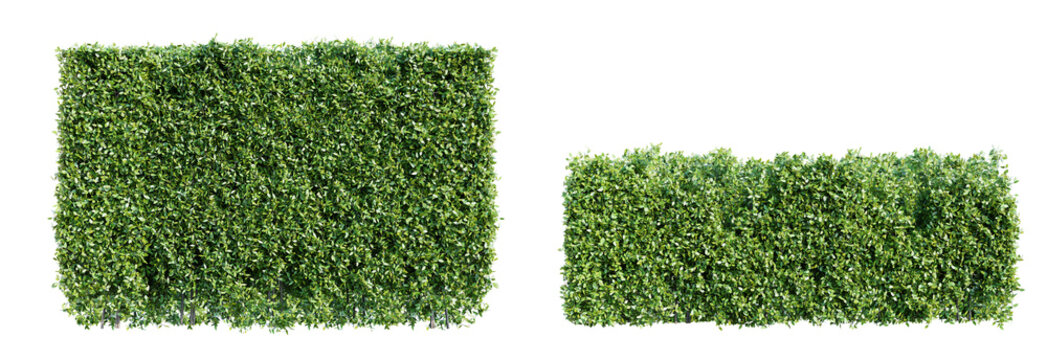 Trimmed hedge isolated on transparent background. Realistic 3D render.