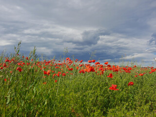 cheerful and scenic view of poppy field under a cloudy sky