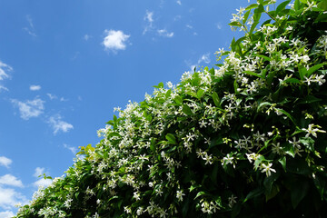 A slow daily walk along a quiet country lane is good for the spirit and health