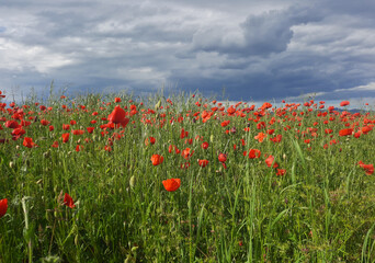 cheerful and scenic view of poppy field under a cloudy sky