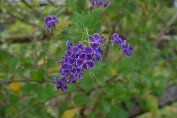 Cluster of mini violet flower, named Pigeon berry or sky flower, with blur background by its tree