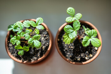 Small Strawberry Fragaria seedlings in clay pots at home, top view. Hobby, indoor gardening, growing fruits from seed concept