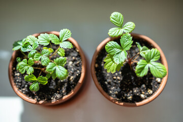 Small Strawberry Fragaria seedlings in clay pots at home, top view. Hobby, indoor gardening,...