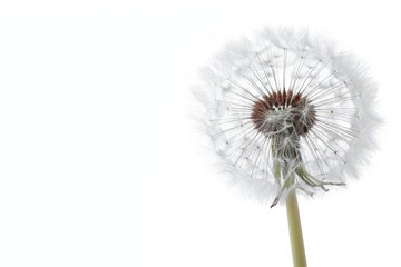 Close-up of a dandelion against a white background, showcasing delicate seeds and fine details in a minimalist style.