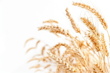 Wheat On White Background. Close-Up of Golden Wheat Ears in Field for Harvest