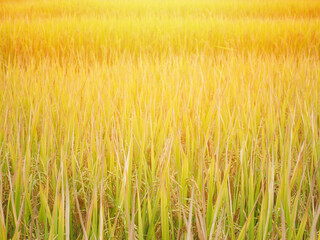 Close up golden rice seeds in ear of paddy