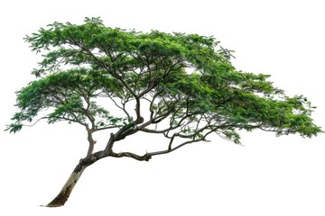 Fototapeta premium Tree. Isolated Rain Tree on White Background with Green Leaves and Branches