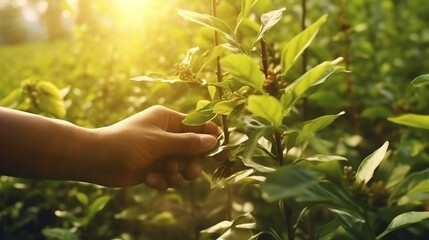 Hand holding coffee plant in the field and sunlight