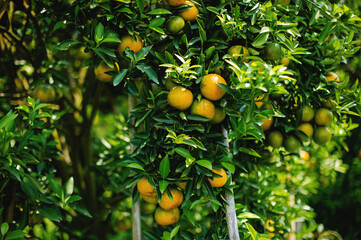 Orange orchards are fertile and ready to harvest ripe fruit. to be sold Honey orange is a sweet...