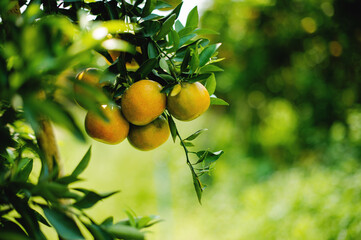 Orange orchards are fertile and ready to harvest ripe fruit. to be sold Honey orange is a sweet...