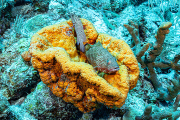 Two groupers resting in a sponge, Coral reef in Bonaire
