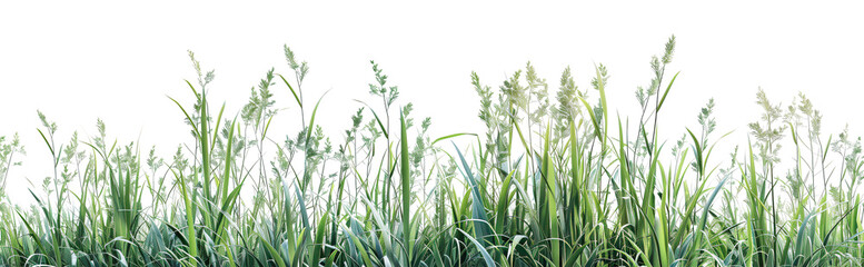 Obraz premium Fresh field with grass and yellow flowers green grass isolated against a transparent background. blurry blue sky with clouds. natural leaf border background