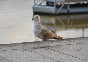 Young Seagull at Sunset Beauty