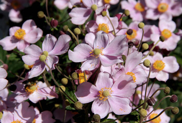 Close-up landscape photo of pink anemone flowers illuminated by sunlight on a blurred background