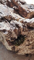 bark of a tree